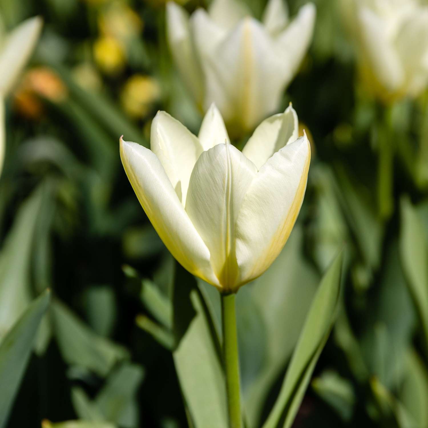 Tulpe 'Concerto' - Tulipaner